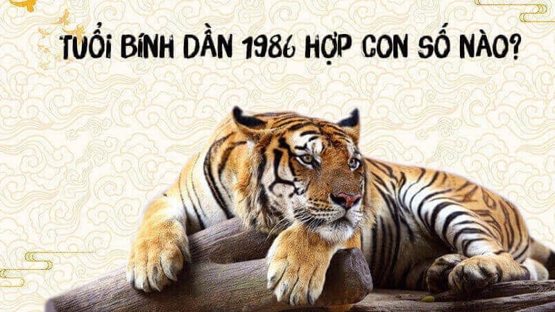 Sinh năm 1986 mệnh gì? Bí mật đằng sau người tuổi Bính Dần