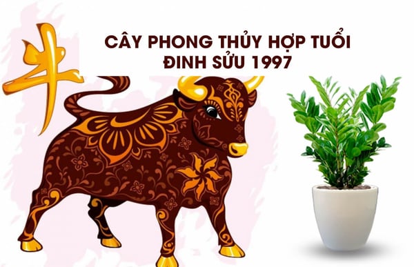 Tuổi Đinh Sửu - 1997 nên đặt gì trên bàn làm việc cho hợp phong thủy?