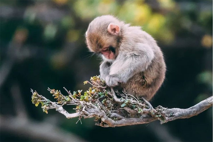 Tuổi Thân sinh năm bao nhiêu? Người tuổi Thân hợp và khắc những màu sắc nào? Đây là những câu hỏi rất quan trọng về mặt phong thủy. Hãy cùng Công Ty Nệm tìm hiểu về tuổi Thân và phong thuỷ của tuổi này trong bài viết này nhé.