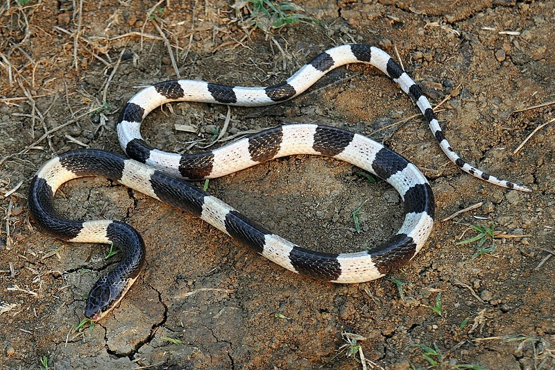 Điểm danh các loài rắn độc nhất Việt Nam, cẩn thận mất mạng nếu bị chúng cắn