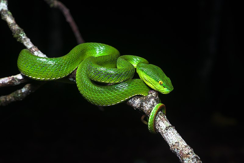 Điểm danh các loài rắn độc nhất Việt Nam, cẩn thận mất mạng nếu bị chúng cắn