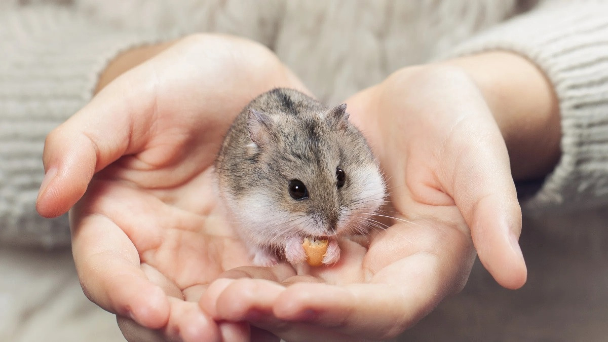 Chuột Hamster ăn gì cho nhanh lớn? Nhất định phải tránh xa thực phẩm này