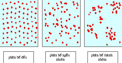 Bài 4: Quần thể và các đặc trưng cơ bản của quần thể (P1)