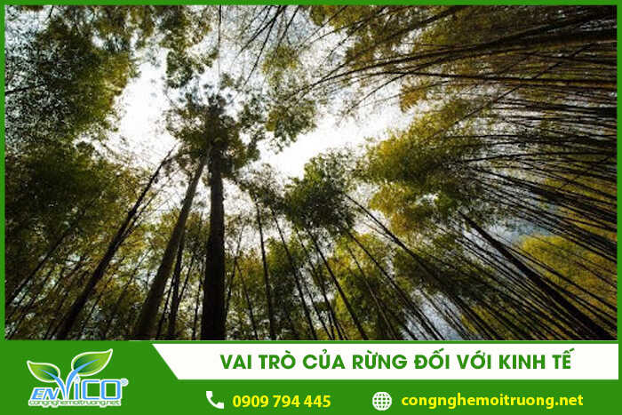 Rừng là gì? Vai trò của rừng và cách bảo vệ rừng