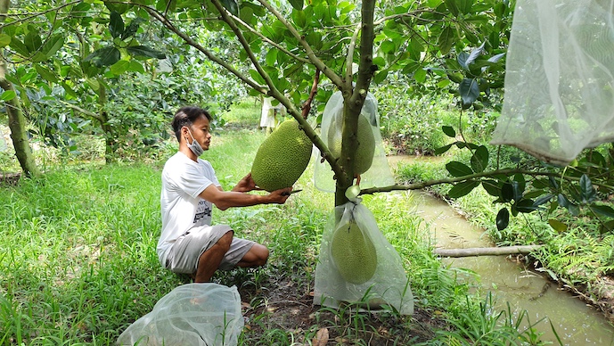14 loại cây ăn trái được chọn tập trung phát triển đến năm 2025 và 2030
