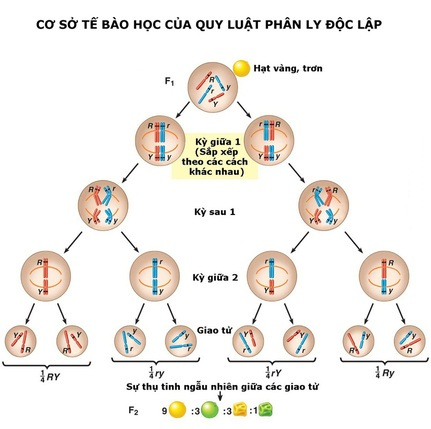 Quy Luật Phân Li Độc Lập Của Menden: Lý Thuyết Và Bài Tập Vận Dụng