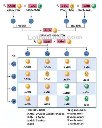 Quy luật Menđen: Quy luật phân li độc lập Sách giáo khoa Sinh học 12</>