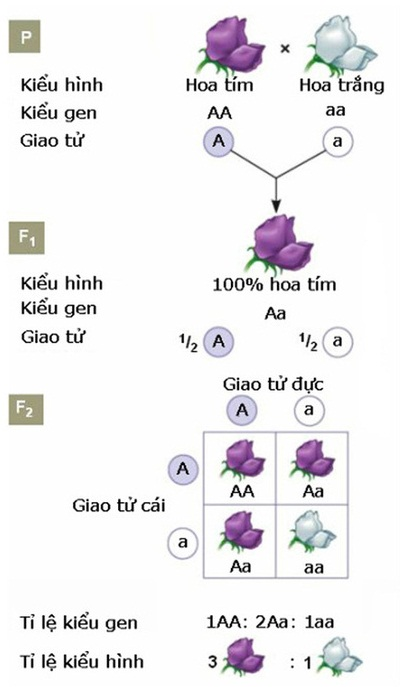 Quy luật phân li của Menden