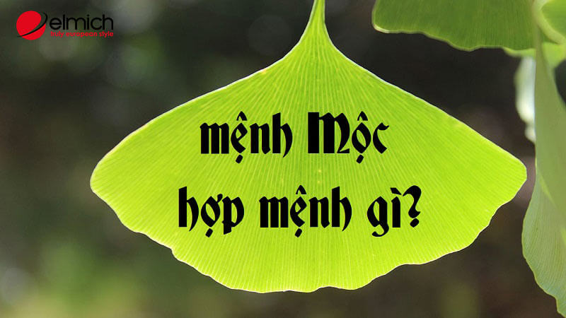 Mệnh Mộc hợp mệnh gì? Giải mã chi tiết A - Z cùng chuyên gia