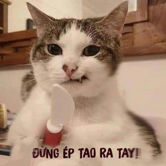 Tổng hợp ảnh phóng lợn meme cute, bựa hài hước nhất 2024