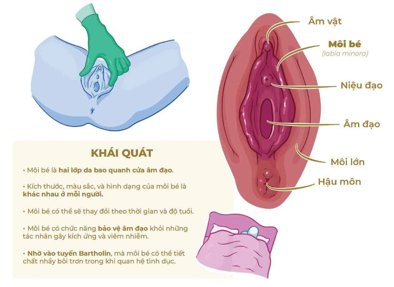 Hình ảnh giải phẫu cấu tạo bộ phận sinh dục nữ 3D