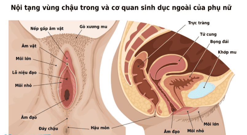 Hình ảnh giải phẫu cấu tạo bộ phận sinh dục nữ 3D