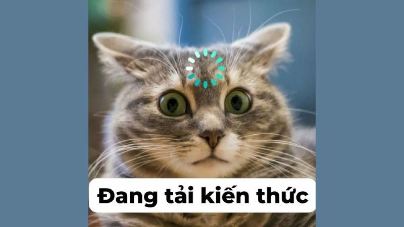 100+ ảnh Meme hài hước, hài bựa, hài cute ấn tượng nhất