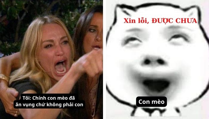 101+ meme xin lỗi người yêu, meme mèo xin lỗi cute nhất