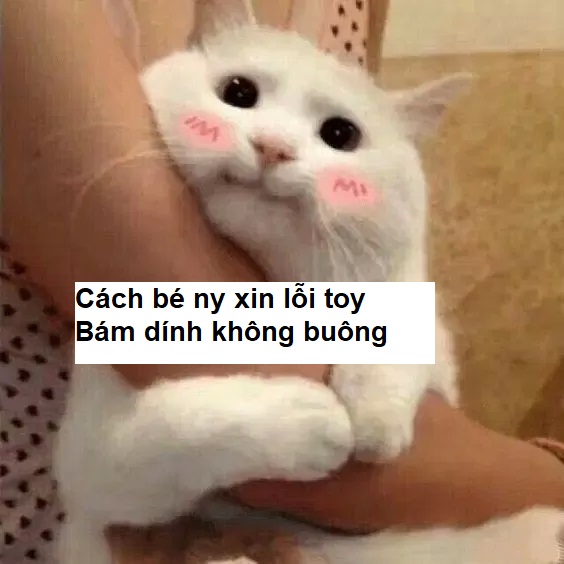 101+ meme xin lỗi người yêu, meme mèo xin lỗi cute nhất