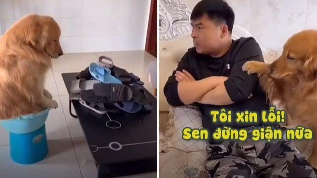 101+ meme xin lỗi người yêu, meme mèo xin lỗi cute nhất