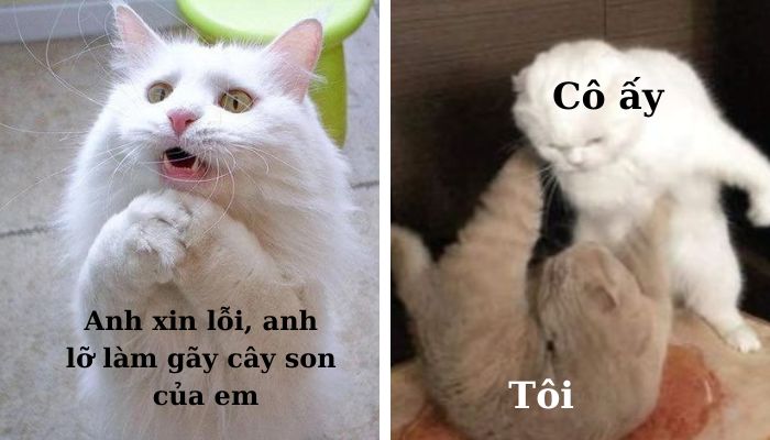 101+ meme xin lỗi người yêu, meme mèo xin lỗi cute nhất