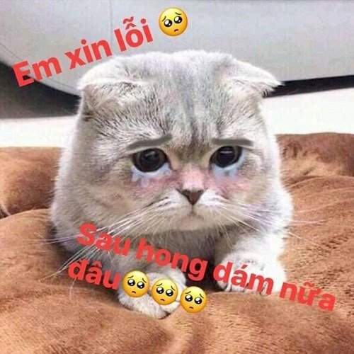 101+ meme xin lỗi người yêu, meme mèo xin lỗi cute nhất