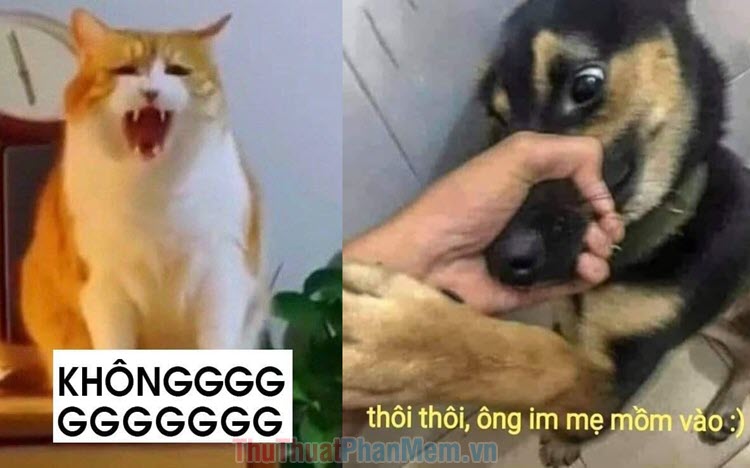 Bộ sưu tập meme không giới hạn, từ chối mọi thứ, và hết sức bựa