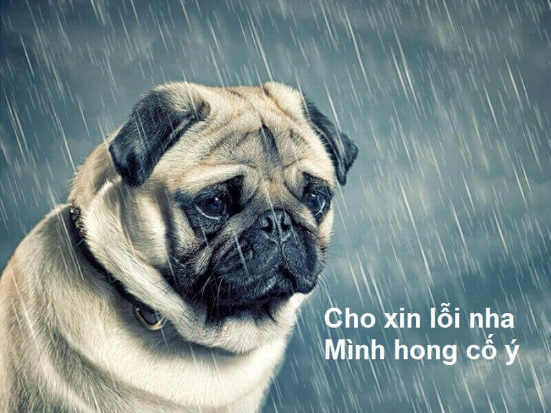 101+ meme xin lỗi người yêu, meme mèo xin lỗi cute nhất