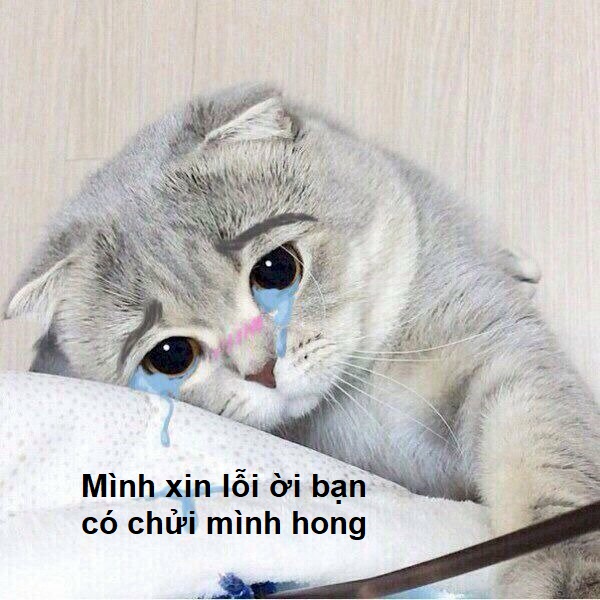 101+ meme xin lỗi người yêu, meme mèo xin lỗi cute nhất