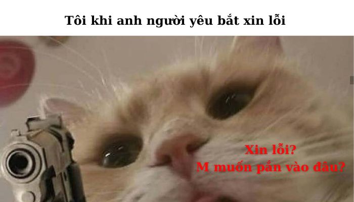 101+ meme xin lỗi người yêu, meme mèo xin lỗi cute nhất