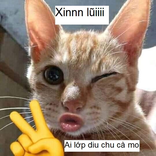 101+ meme xin lỗi người yêu, meme mèo xin lỗi cute nhất