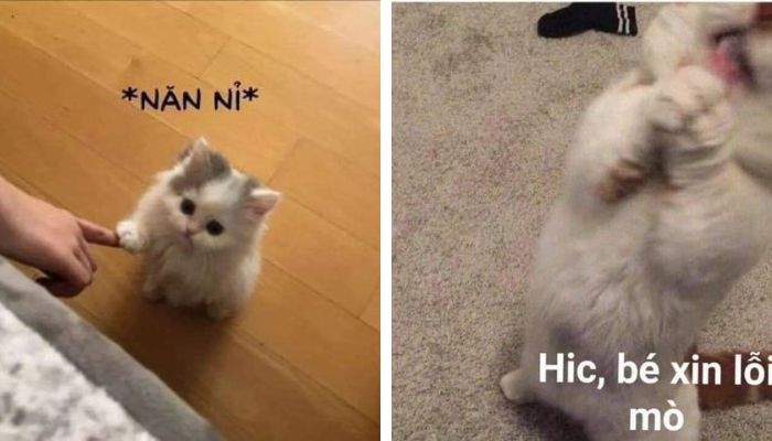 101+ meme xin lỗi người yêu, meme mèo xin lỗi cute nhất