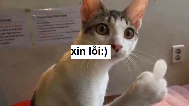 101+ meme xin lỗi người yêu, meme mèo xin lỗi cute nhất