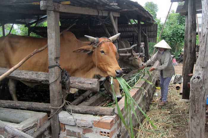 Những bức ảnh tuyệt vời về con bò