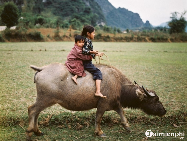 Bộ sưu tập hình nền về con trâu cho máy tính