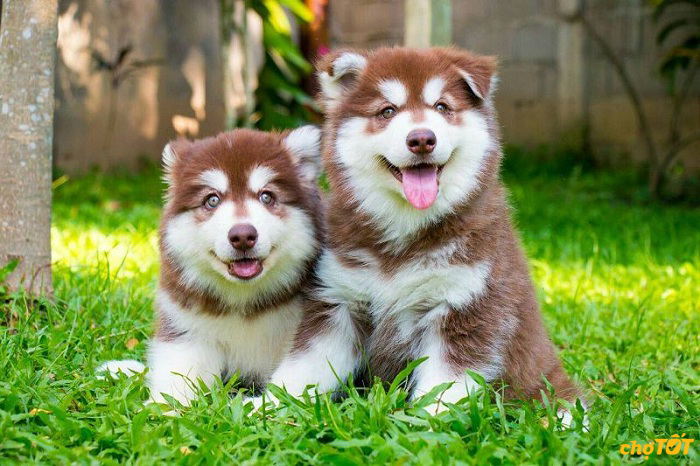 Mua Bán Chó Alaska Malamute Khổng Lồ, Nhỏ, Thông Minh Giá Rẻ