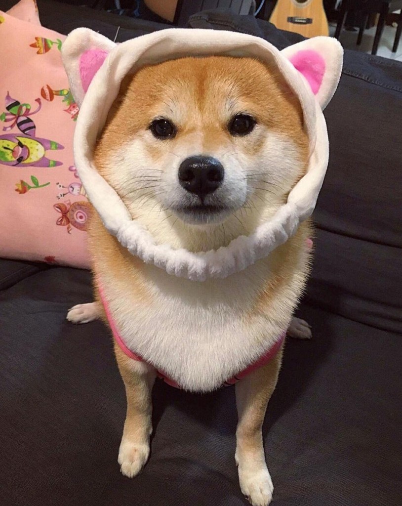 Tổng hợp 30+ Ảnh avatar chó Shiba siêu cute ngộ nghĩnh