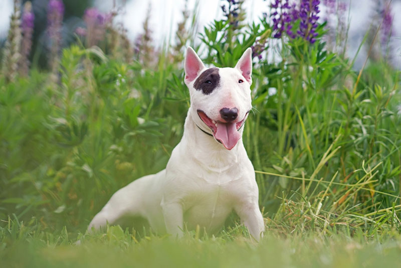 Chó mặt dài Bull Terrier – giống chó ngộ nghĩnh và dũng cảm