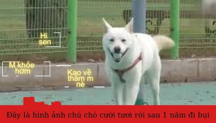 Tổng hợp 111+ meme cười đểu, vui nhộn, cười chảy nước mắt