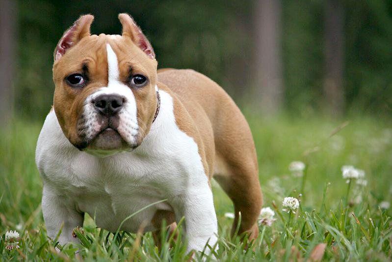 Chó Buly như anh em sinh đôi với Pitbull nhưng rất thân thiện