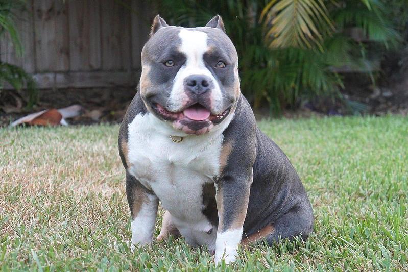 Chó Buly như anh em sinh đôi với Pitbull nhưng rất thân thiện