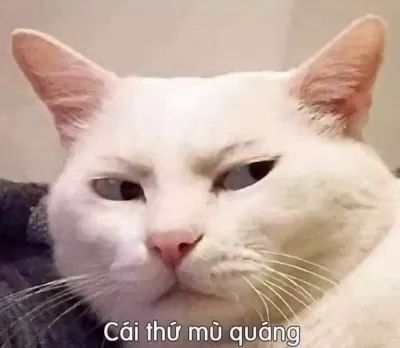 Tổng hợp ảnh mèo meme hài hước và cute lạc lối