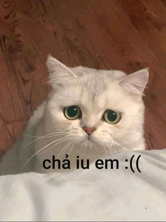 Tổng hợp ảnh mèo meme hài hước và cute lạc lối