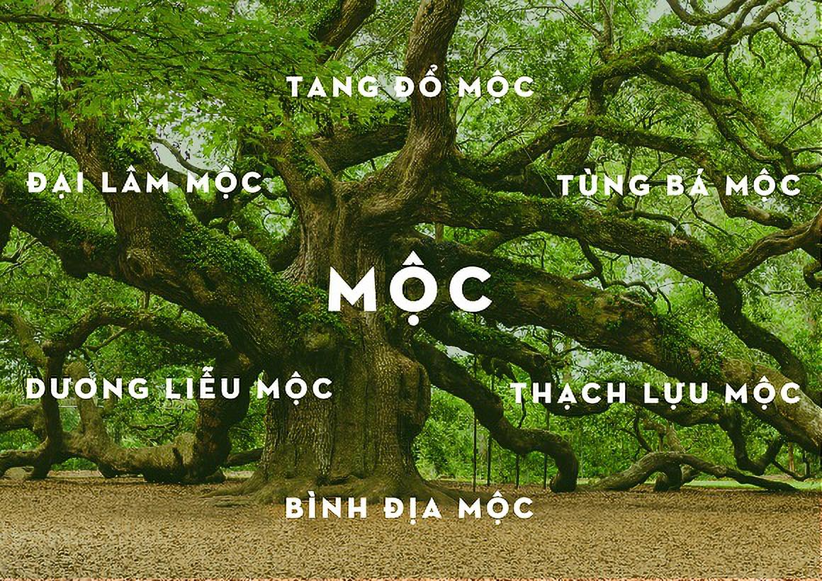 Phong thủy mệnh Mộc hợp màu gì và kỵ màu gì?