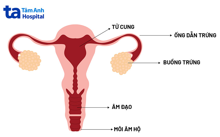 Ra khí hư màu nâu đen có bất thường không? Nguyên nhân là gì?