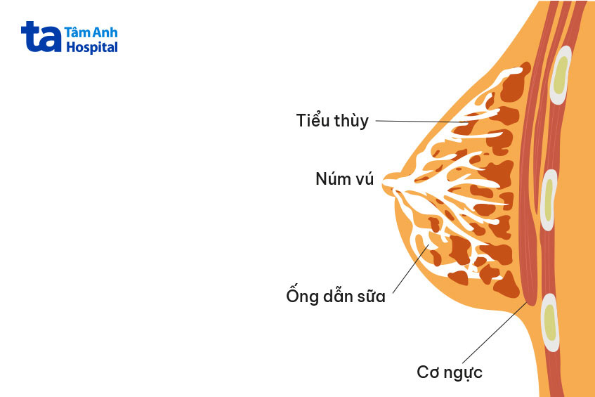 Mất sữa sau sinh ở mẹ: Nguyên nhân, dấu hiệu, xử trí và phòng ngừa