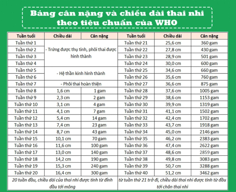 Thai 22 tuần nặng bao nhiêu? Sự phát triển của thai nhi 22 tuần tuổi