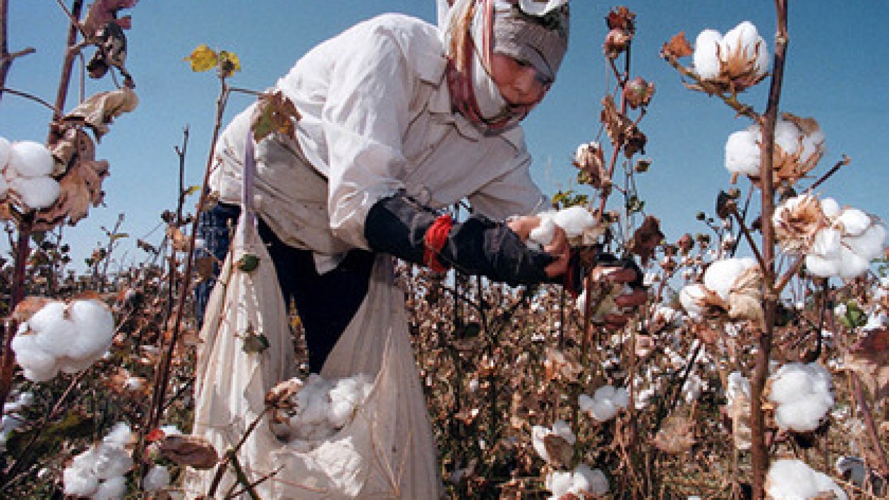 Vải cotton là gì? Ưu, nhược điểm và cách nhận biết