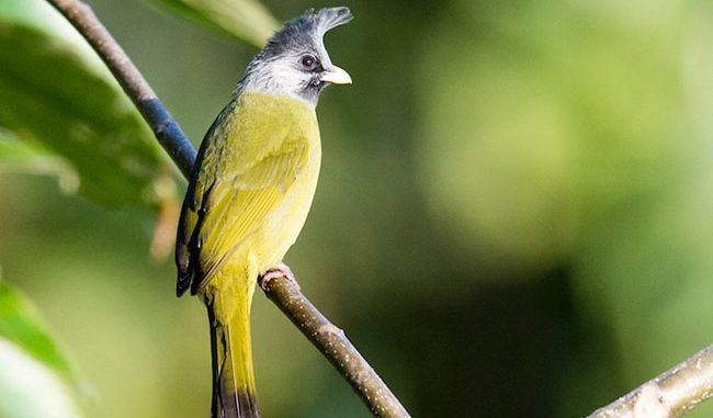 Chào Mào Xanh Giá Bao Nhiêu Và Những Điều Cần Biết Về Loài Chim Này