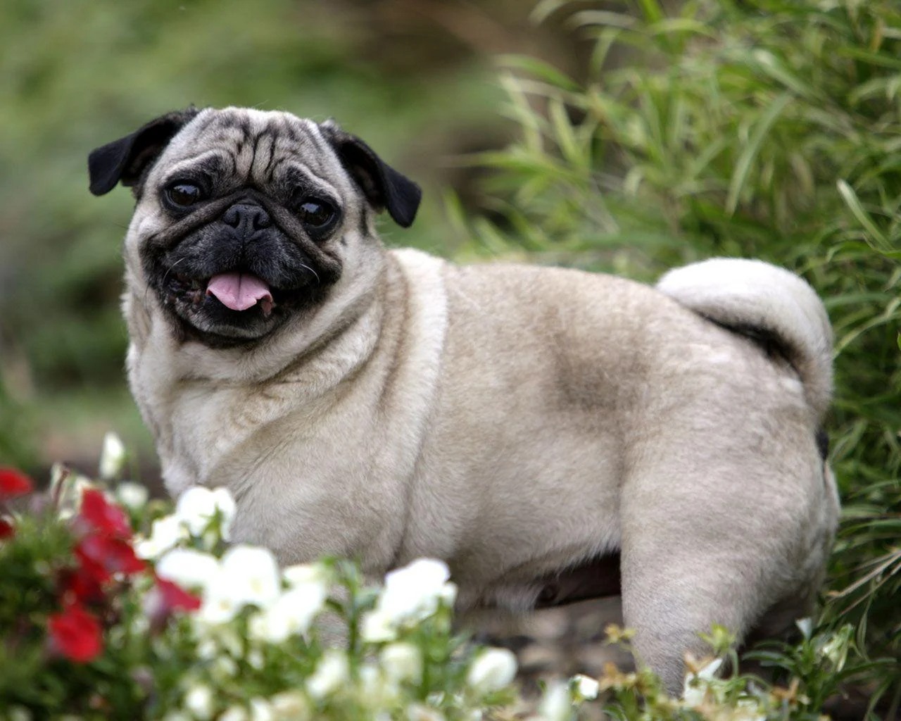 Khám phá những ảnh chó pug ngầu, siêu cute