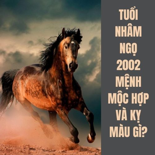 Tuổi Ngọ hợp màu gì? Tư vấn chọn màu hợp phong thủy với tuổi Ngọ