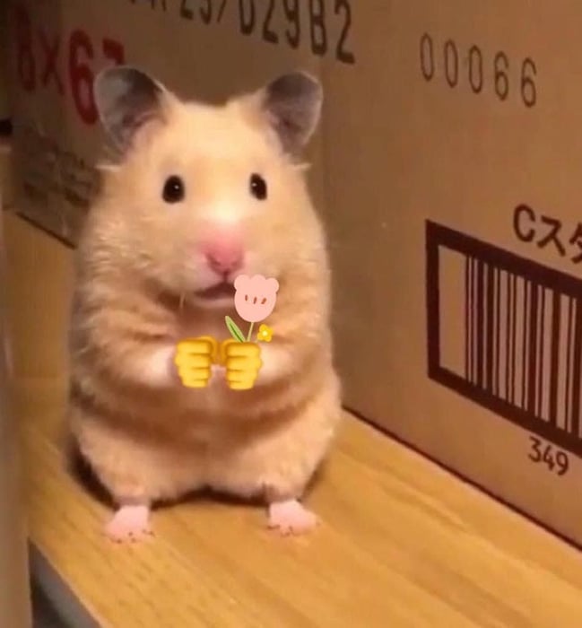 Bộ sưu tập meme chuột Hamster vui nhộn, dễ thương