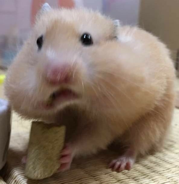 Bộ sưu tập meme chuột Hamster vui nhộn, dễ thương