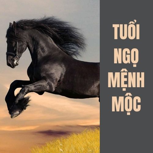 Tuổi Ngọ hợp màu gì? Tư vấn chọn màu hợp phong thủy với tuổi Ngọ